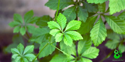 Gynostemma Pentaphyllum – Great Gourd Herbal Garden