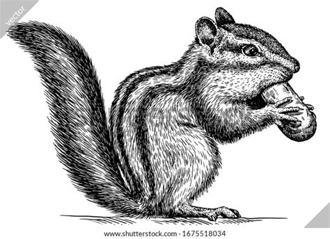 824 Chipmunk Line Drawing Images, Stock Photos & Vectors | Shutterstock