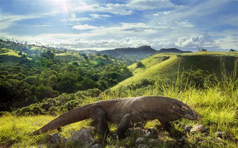 Lonely Planet | Ontmoet draken in Komodo National Park, Indonesië