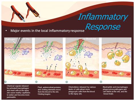 Inflammation or Inflammatory barrier of immune system - Online Biology Notes