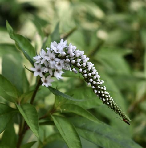 Lysimachia clethroides (Gooseneck Loosestrife, Gooseneck Yellow Loosestrife) | North Carolina ...