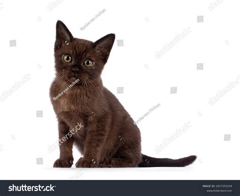 Cute Dark Brown Burmese Cat Kitten Stock Photo 2077355254 | Shutterstock