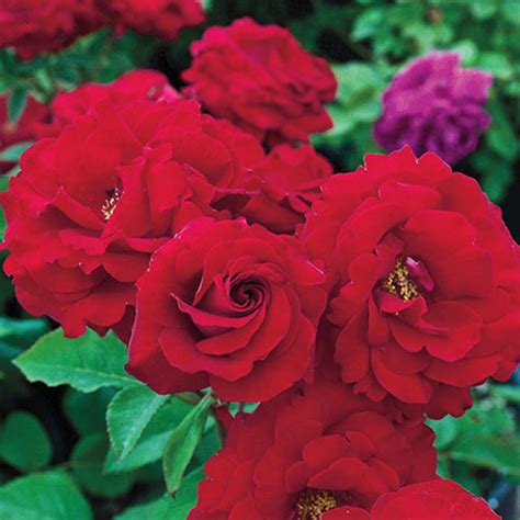 Oh My! Floribunda Rose: Red, Fragrant Roses from Gurneys