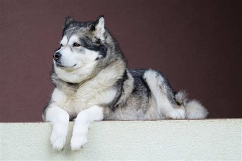 Alaskan Malamute (Charakter, Ernährung, Pflege)