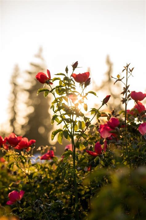 Rose, Rose, Thorn, Bud: The simple gratitude game my wife and I play before bed — Neil Pasricha