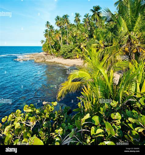 Gandoca Manzanillo Wildlife Refuge, Near Puerto Viejo, Caribbean coast, Costa Rica Stock Photo ...