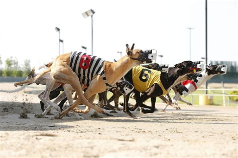 State’s greyhounds nearing finish line; homes sought for dogs | The ...