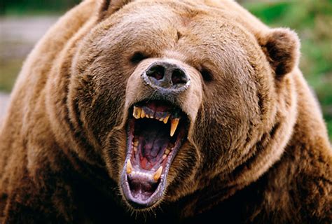 bear growl - Animal Stock Photos - Kimballstock