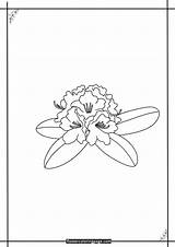 Rhododendron Coloring Pages Free Printable PDF  sketch template