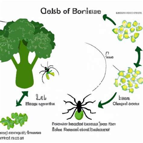 Broccoli Spider Mites: A Comprehensive Guide to Identification and Control