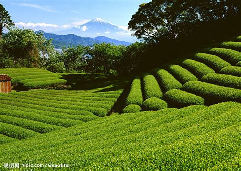 茶树茶园摄影图__自然风景_旅游摄影_摄影图库_昵图网nipic.com