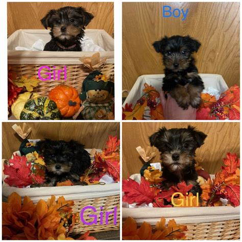 Apple Pups in Oklahoma | Yorkshire Terrier puppies | Good Dog