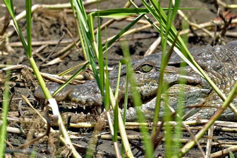 Rare captive-bred crocodiles develop new, ‘odd’ habits in Philippine wild