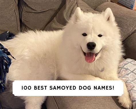 100 Best Samoyed Dog Names! (2024) - We Love Doodles