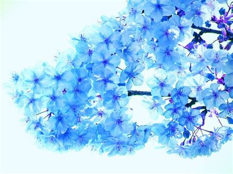 Blue cherry blossoms | Cherry blossom drawing, Cherry blossom, Blue cherry