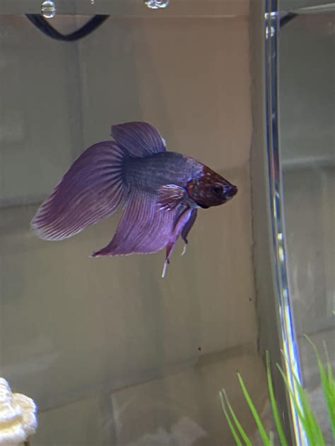 Pet store betta : r/bettafish