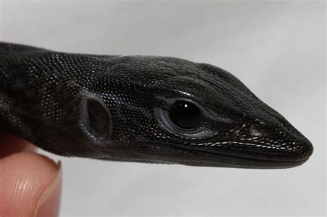 Melanistic Nile monitor (Varanus niloticus) - Credit: Tsuyoshi Shirawa | Monitor lizard ...