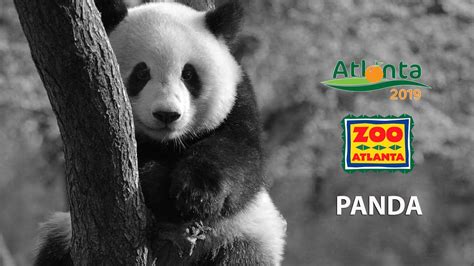 Panda at Zoo Atlanta - YouTube