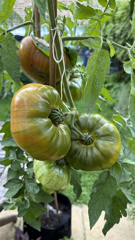 Quick Homemade Tomato Fertilizer — Meadowlark Journal