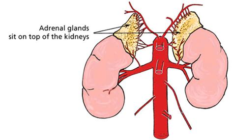 What Is Adrenalectomy? | Urology Specialist