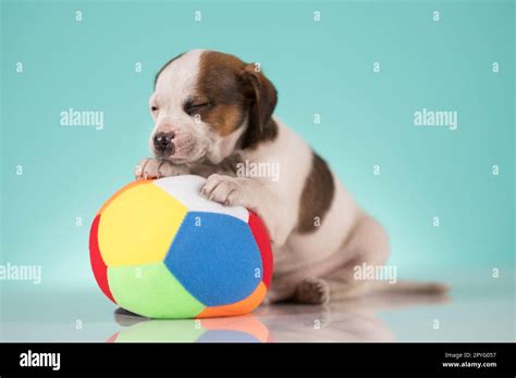 Puppy dog is playing with a ball Stock Photo - Alamy