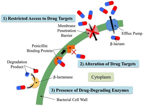 Beta Lactam Antibiotics Mechanism Of Action