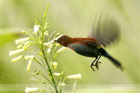 Crimson Sunbird - Singapore Geographic