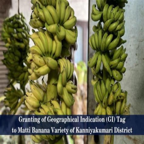 Granting of Geographical Indication (GI) Tag to Matti Banana Variety of ...