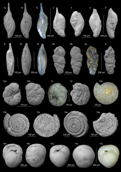 JM - New species of Mesozoic benthic foraminifera from the former British Petroleum ...