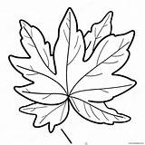 Maple Leaf Coloring Page 39383 31146 sketch template