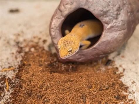 Best Substrate for Leopard Geckos | Being Reptiles