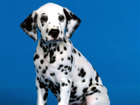 Dalmatian Spots Wallpaper - WallpaperSafari