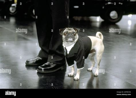 FRANK THE PUG, MEN IN BLACK II, 2002 Stock Photo - Alamy