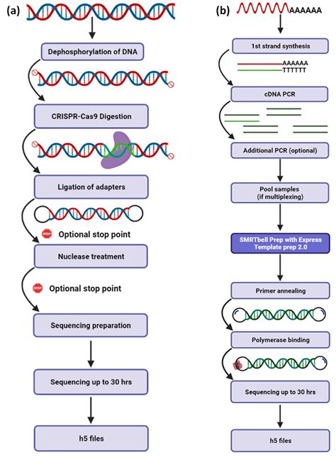 Life | Free Full-Text | Third-Generation Sequencing: The Spearhead ...