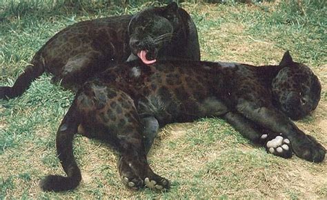 be - Melanistic Jaguars