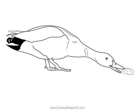 Mallard Duck Eating Bread Coloring Page for Kids - Free Ducks Printable ...