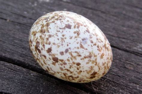 English Sparrow Egg | Sparrow eggs, Eggs, Ohio birds