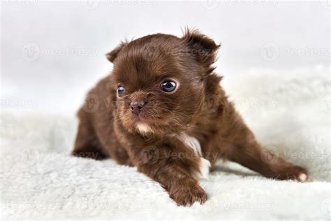 Little Chihuahua puppy on soft white fabric, cute brown dog breed with ...