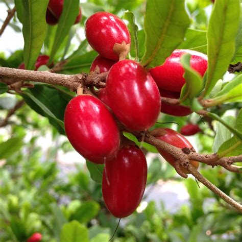 The Miracle Fruit: It Miraculously Turns Sour Tastes Into Sweet - MetaEfficient