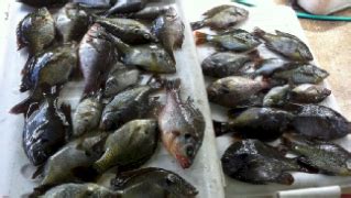 Florida Freshwater Fish Identification