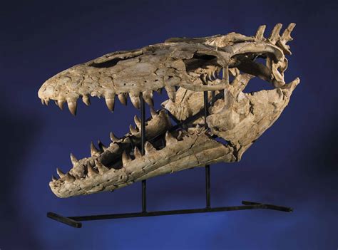 A LARGE MOSOSAUR SKULL , MOROCCO | Christie's