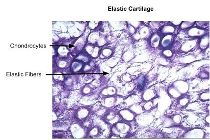 Elastic Cartilage Epiglottis Labeled