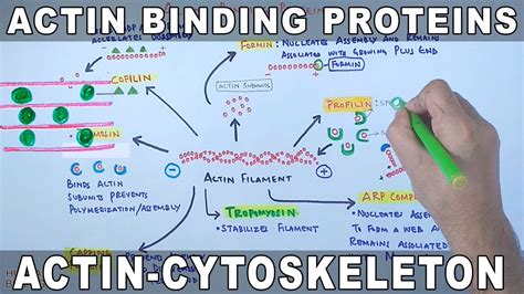 Accessory Proteins of Actin Cytoskeleton | Actin Binding Proteins - YouTube