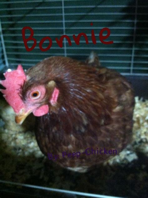 Where To Rescue Battery Hens | BackYard Chickens - Learn How to Raise ...