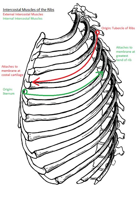 Intercostal Muscles | Definition, Location & Function | Study.com