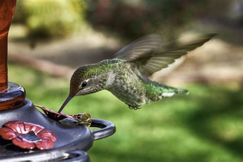 Important Hummingbird Nectar & Feeder Tips - Farmers' Almanac - Plan Your Day. Grow Your Life.