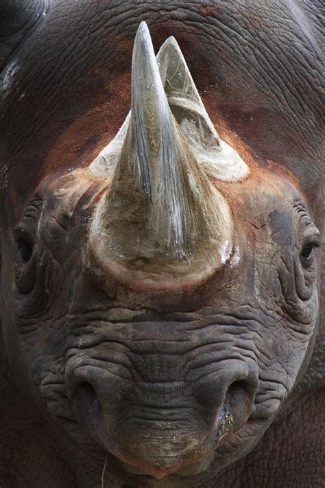 Rhino face | Rhinos | Pinterest