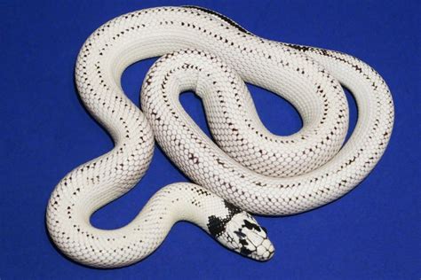 10 Beautiful California Kingsnake Morphs You Need To See