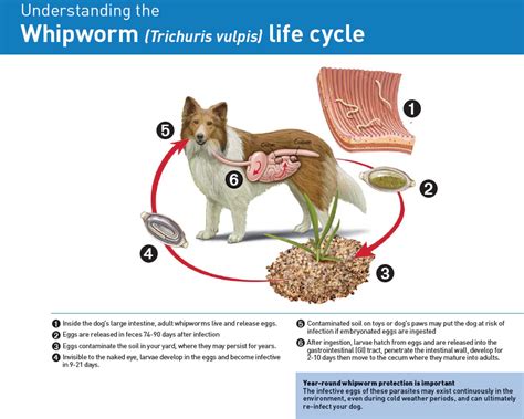 Whipworm Life Cycle