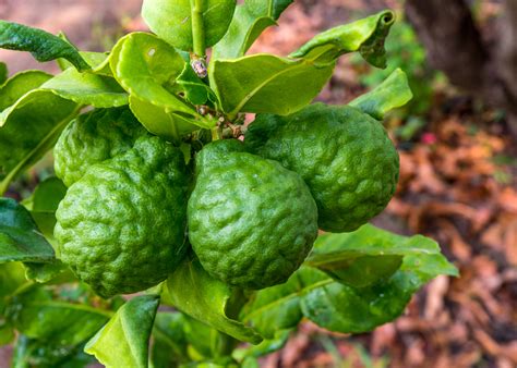 How to Grow Kaffir Lime Tree from Cuttings - GardensAll